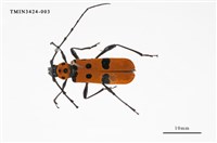 藏品(甲仙紅星天牛)的圖片